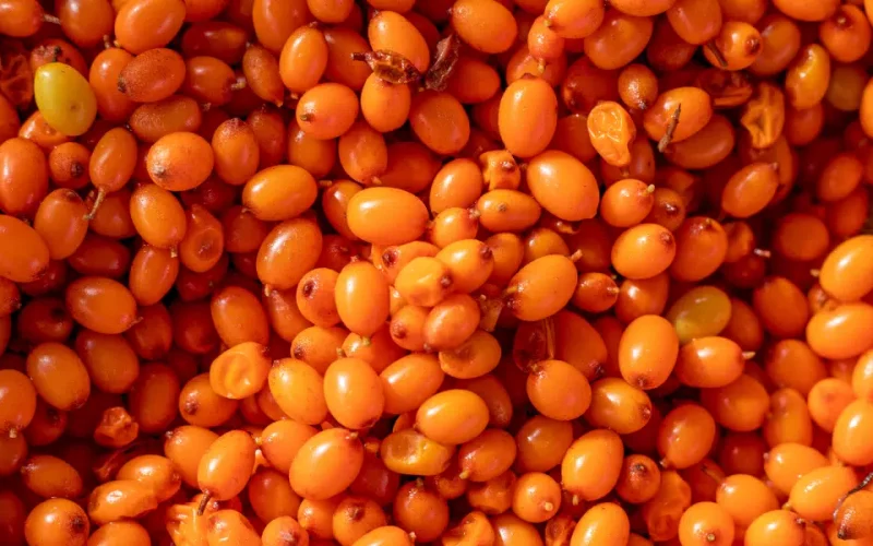 Tips to Grow Sea Buckthorn the Right Way